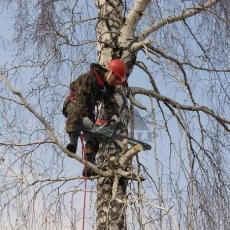 Спил дерева промышленным альпинистом